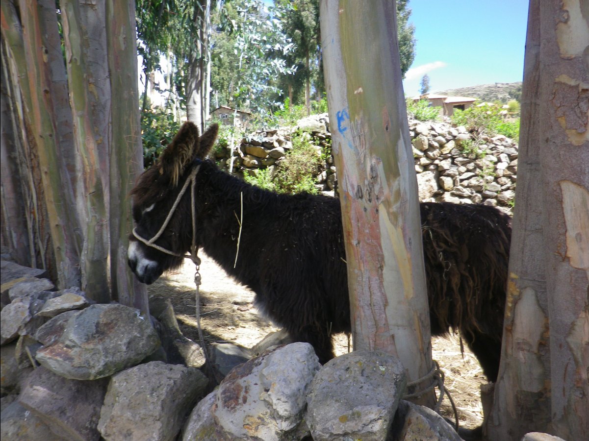 Island Amantani06